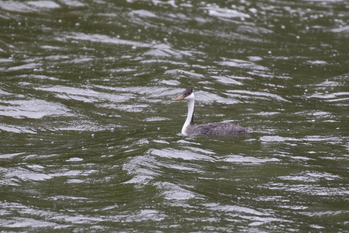 Western Grebe - Alex Lamoreaux