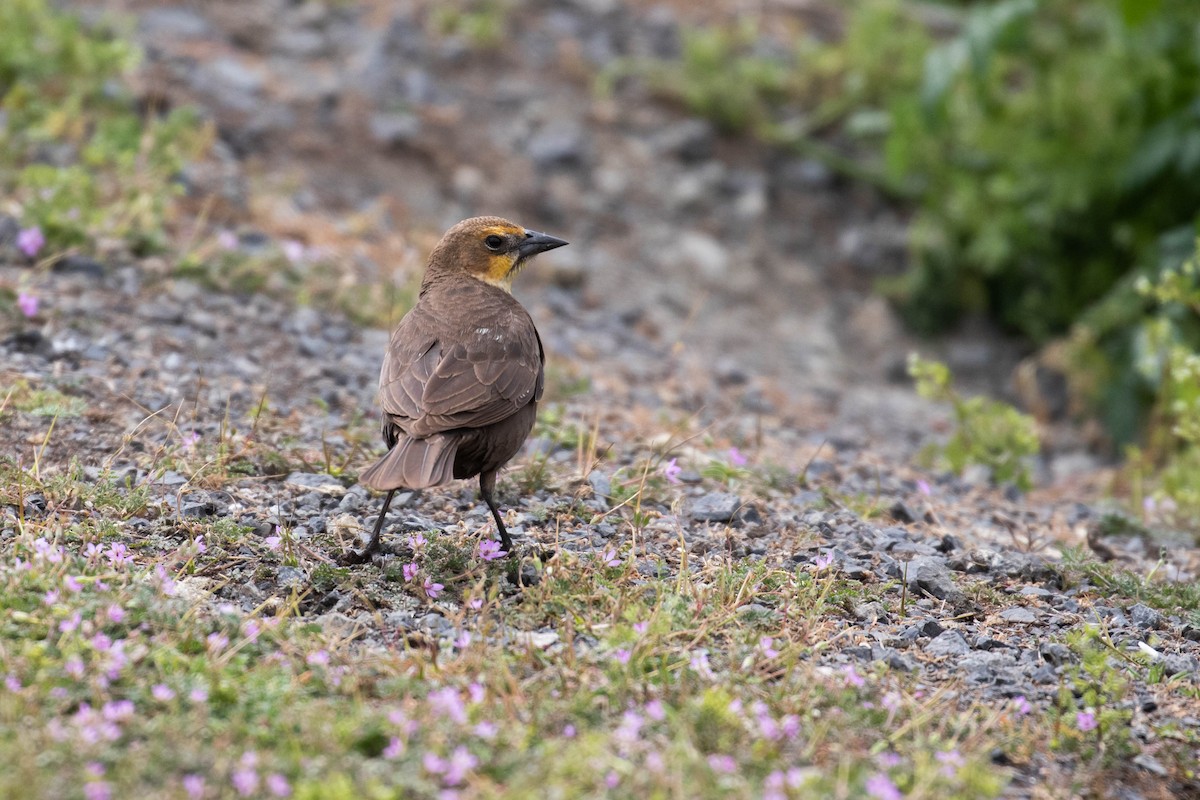 Yellow-headed Blackbird - Alex Lamoreaux