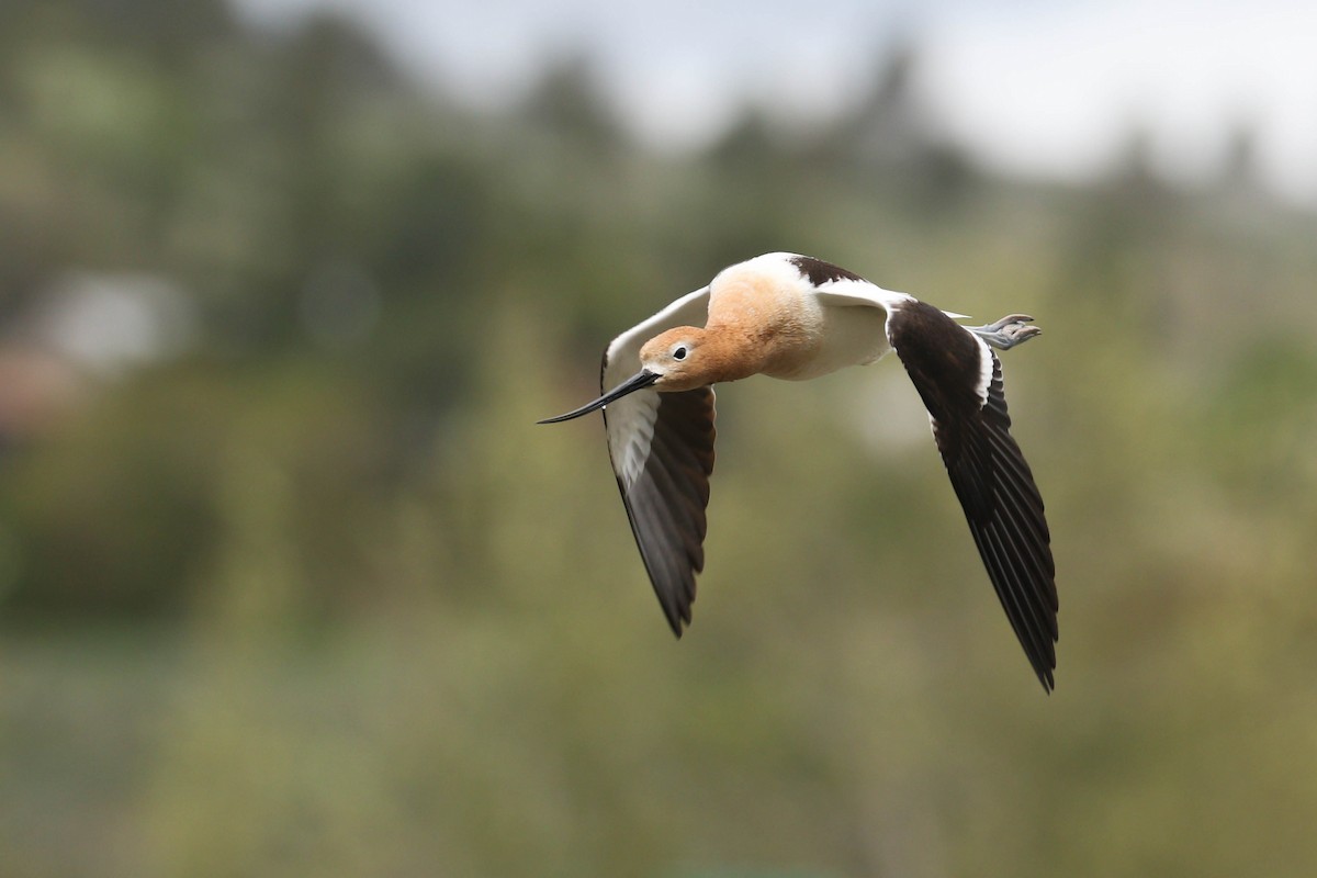 Avoceta Americana - ML218923911