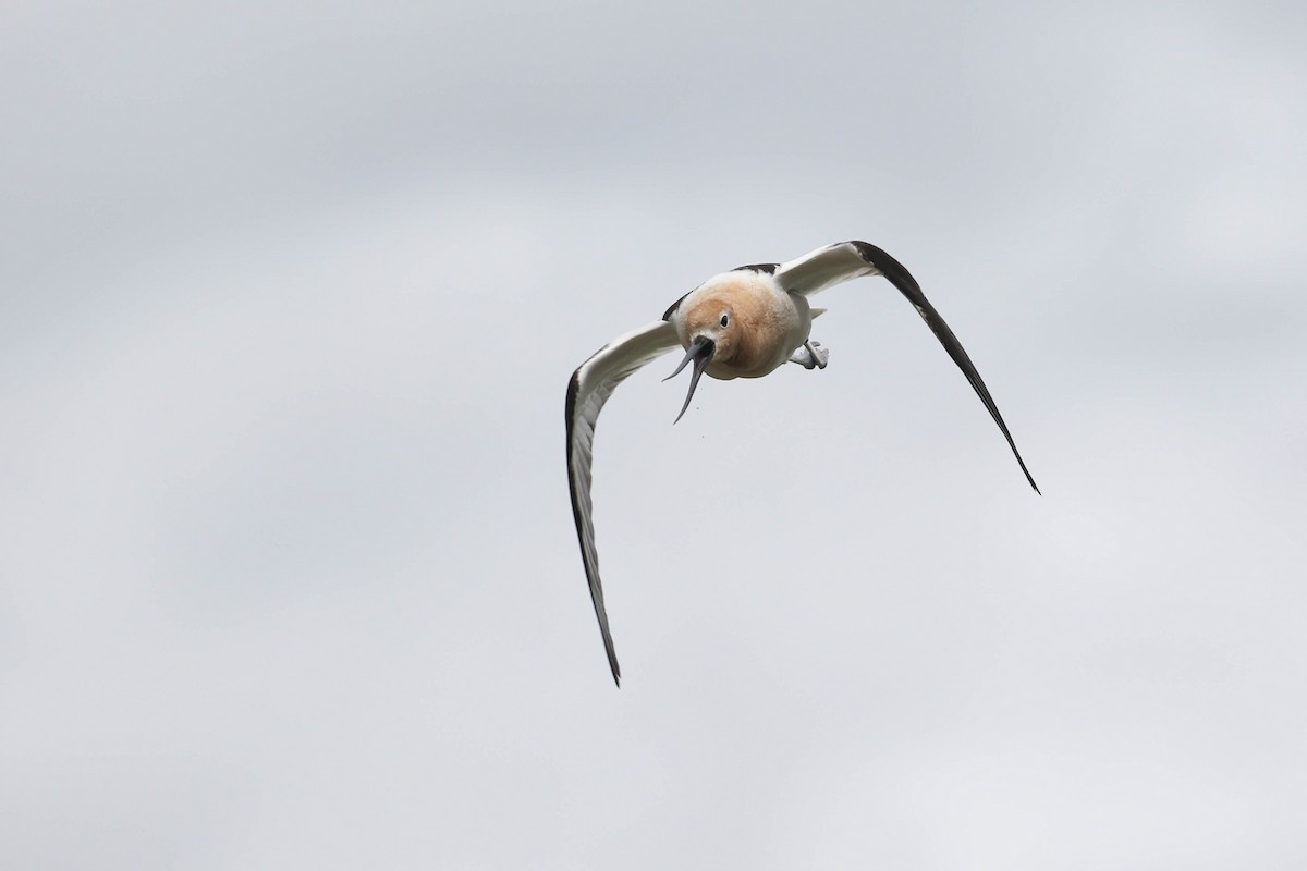 Avoceta Americana - ML218923931