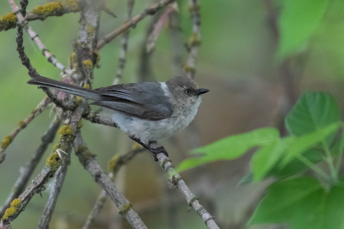 Bushtit (Pacific) - ML218924051