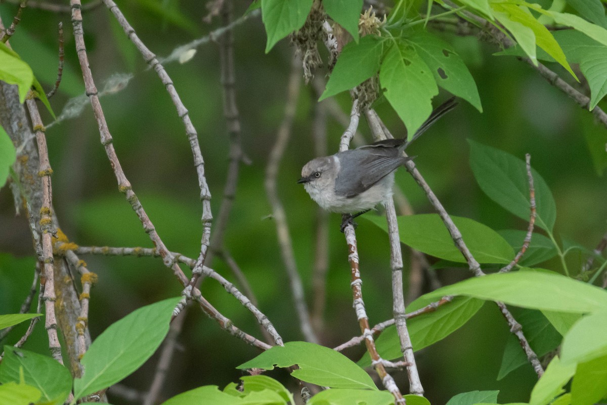 Bushtit (Pacific) - ML218924081