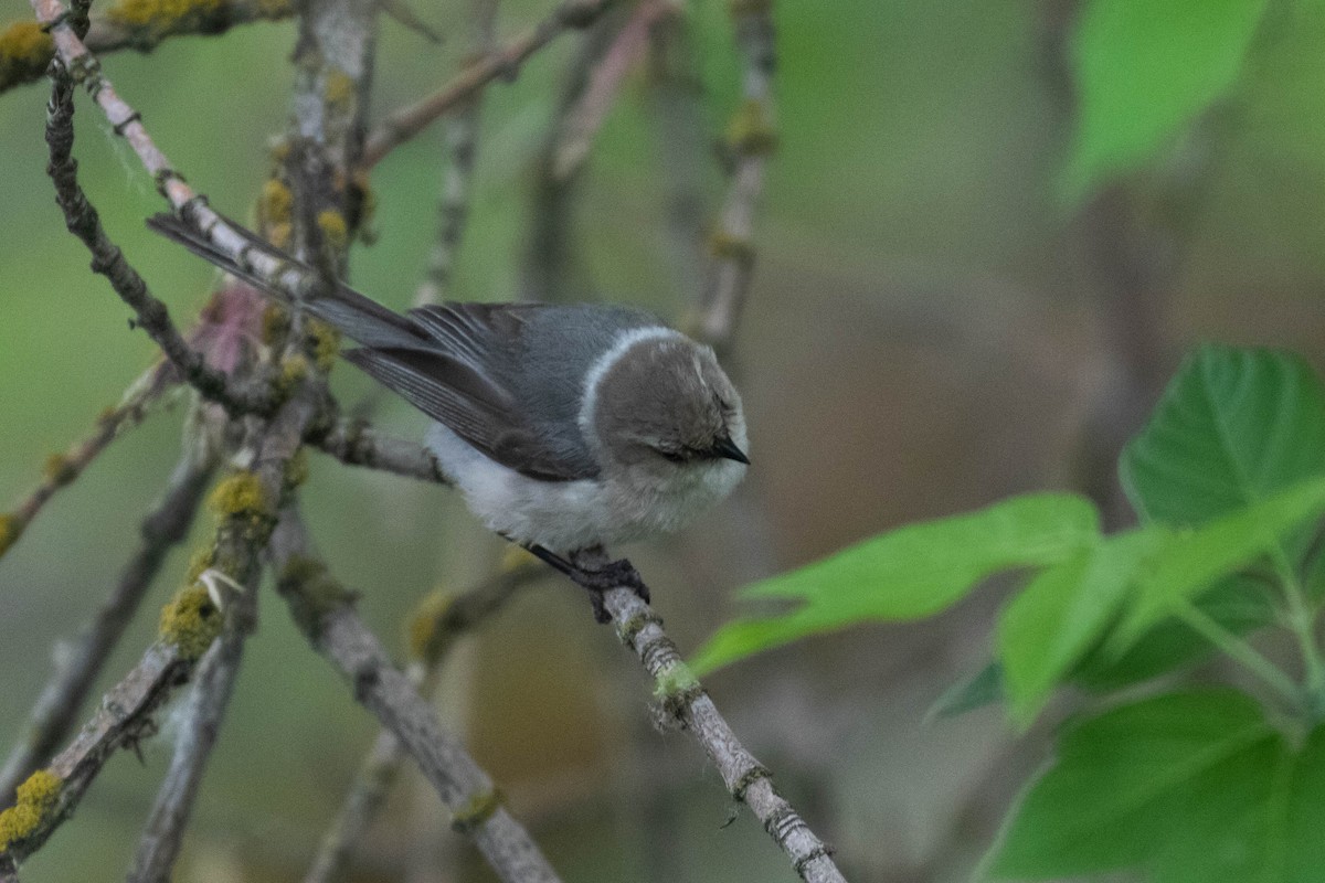 Bushtit (Pacific) - ML218924091