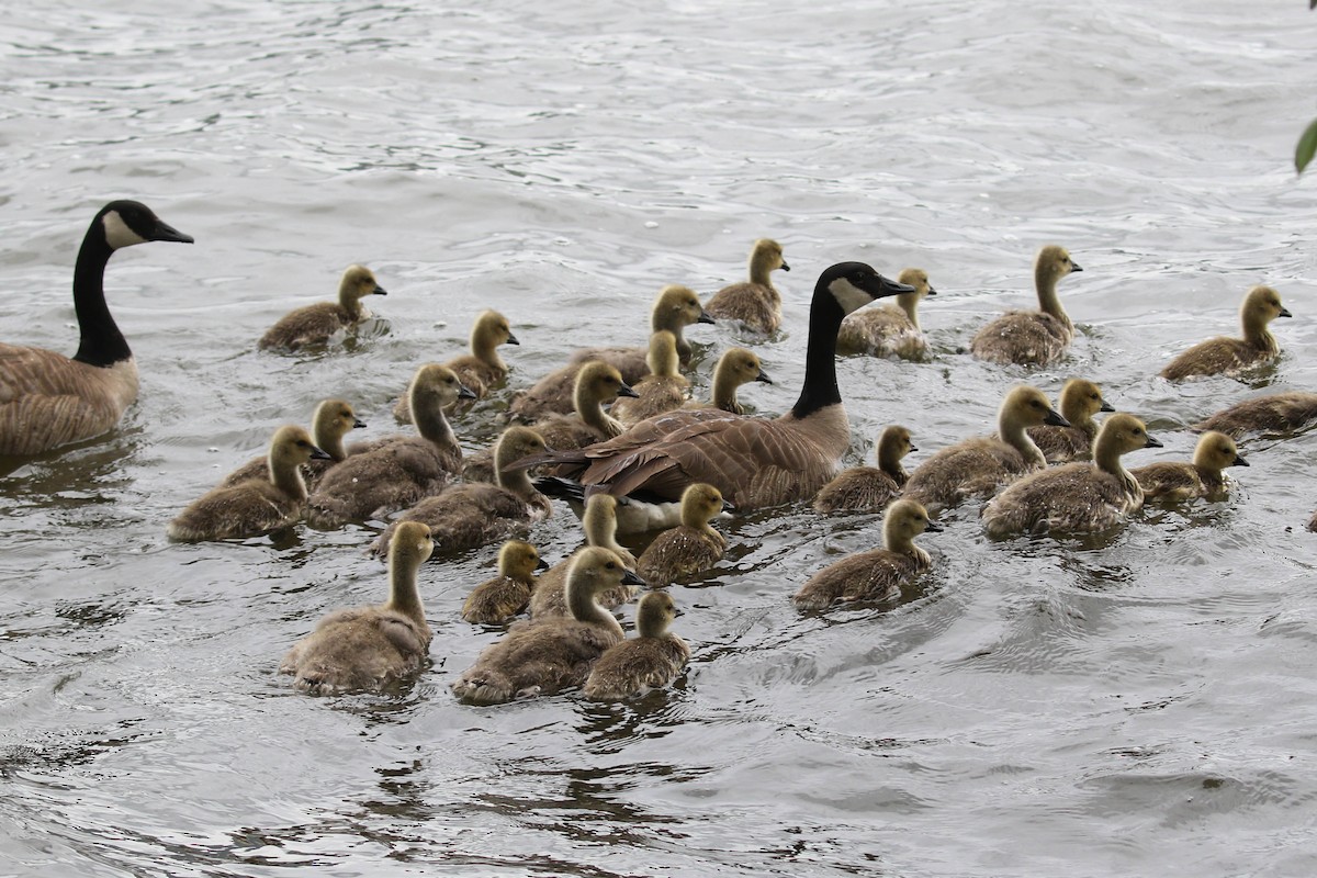 Canada Goose - ML218924101