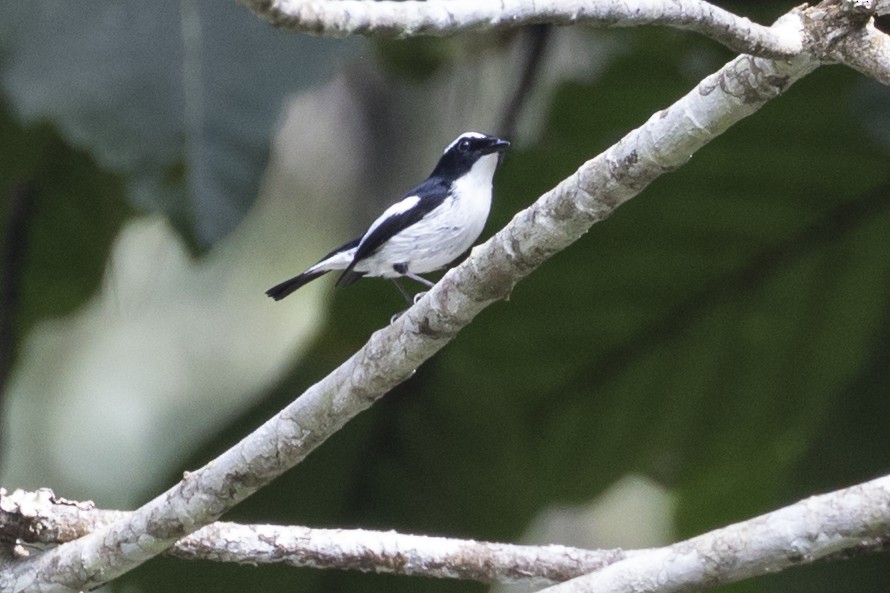 Little Pied Flycatcher - ML218924181