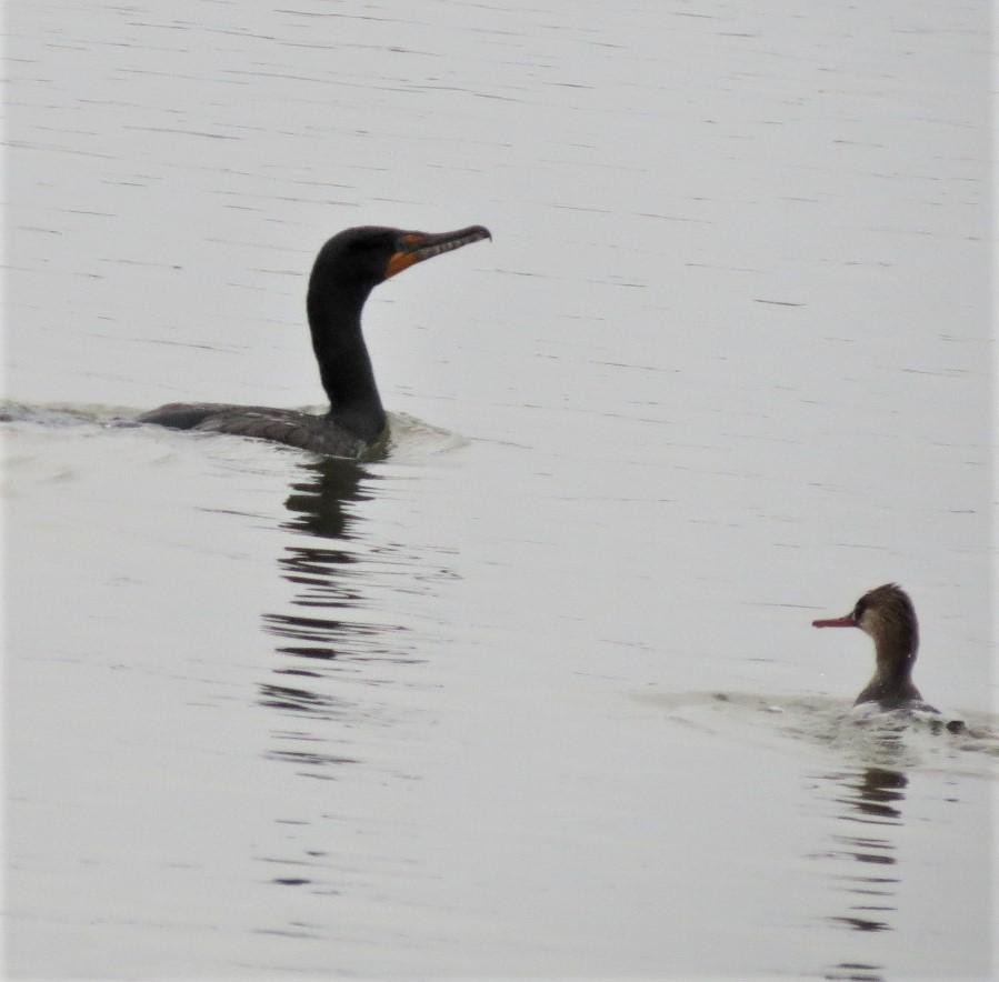 Double-crested Cormorant - Terri Gorney