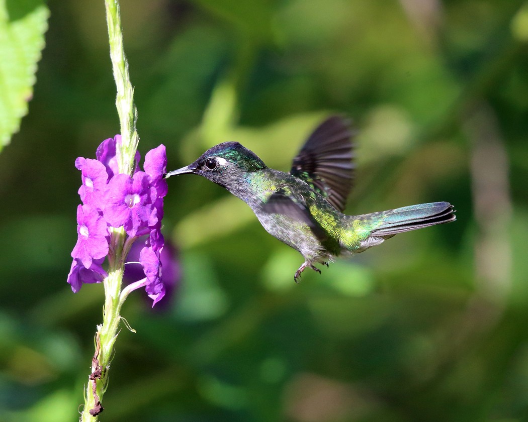 Violet-headed Hummingbird - ML21892531