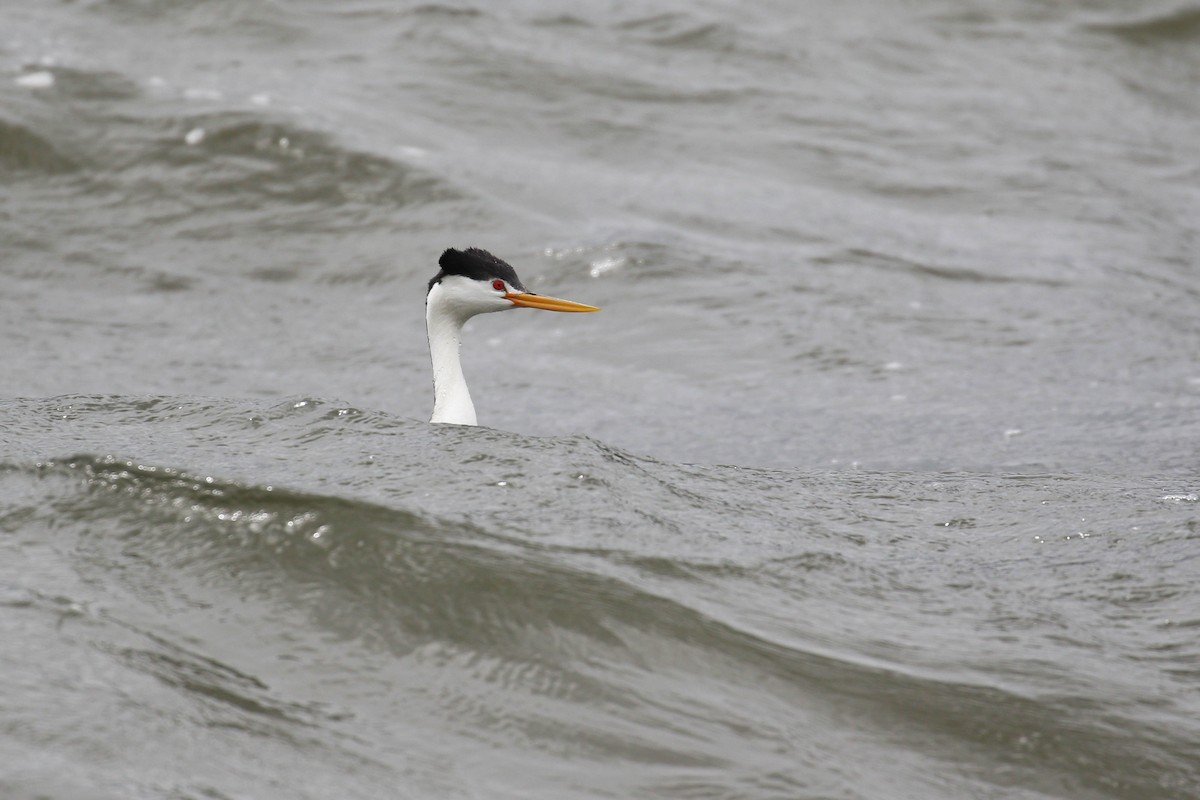 Clark's Grebe - ML218925961