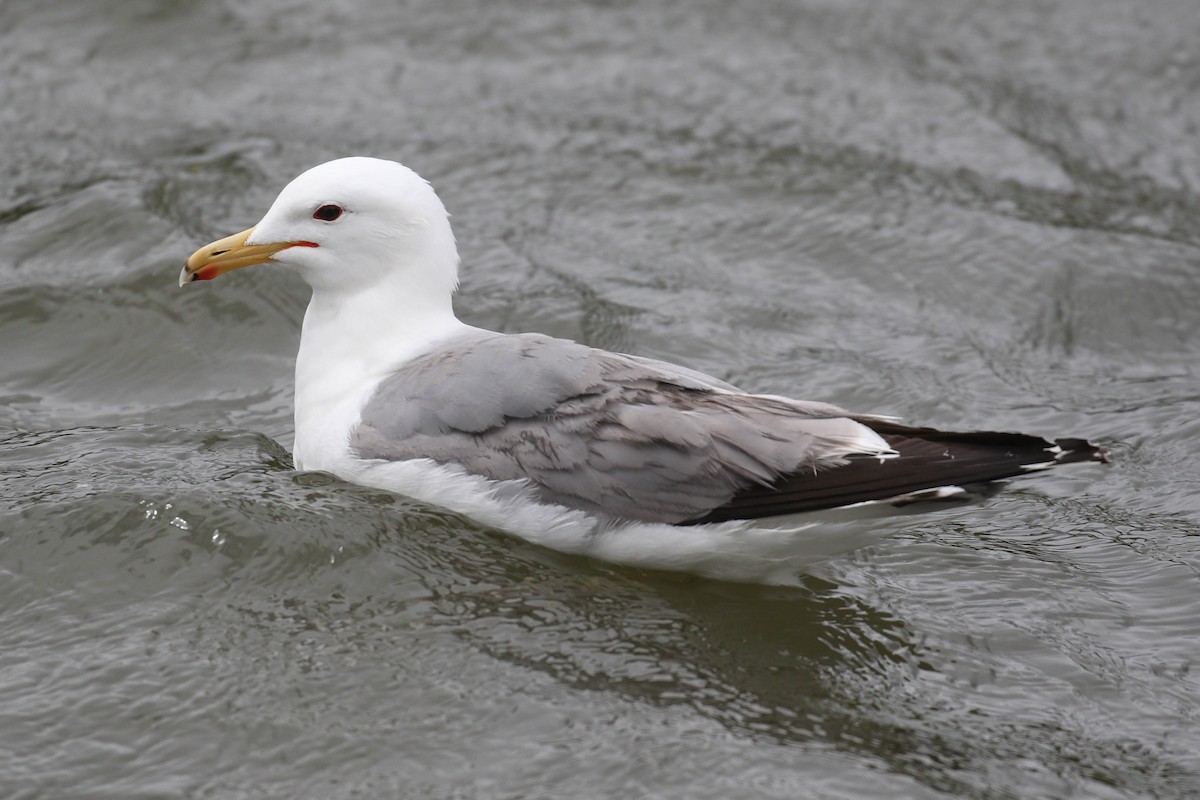 Gaviota Californiana - ML218926001