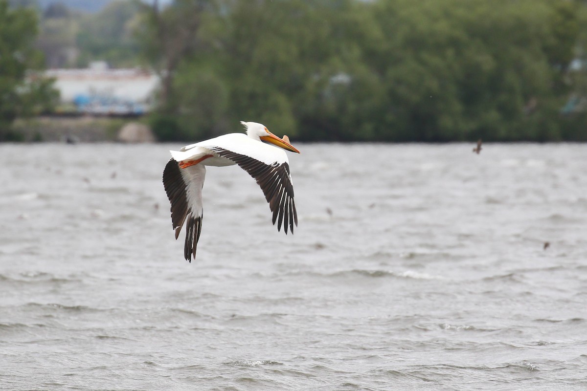 American White Pelican - ML218926431