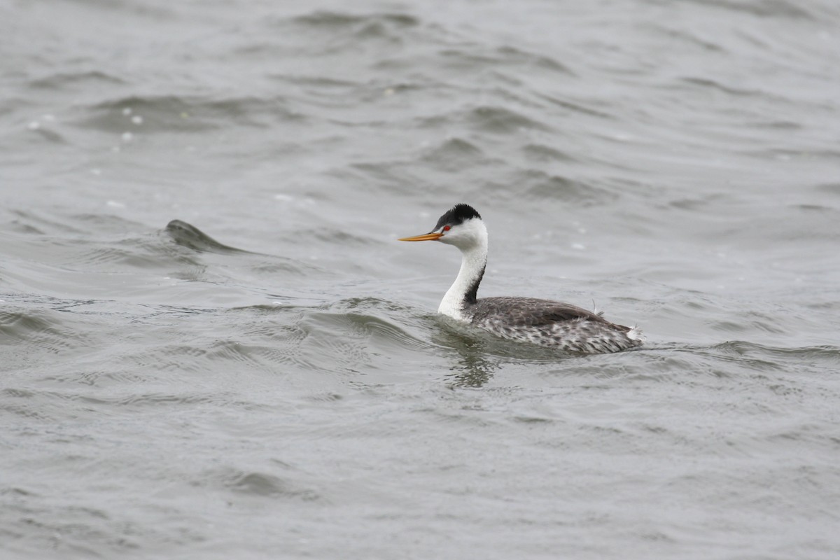 Clark's Grebe - ML218926501