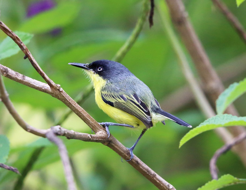 Common Tody-Flycatcher - ML21892831