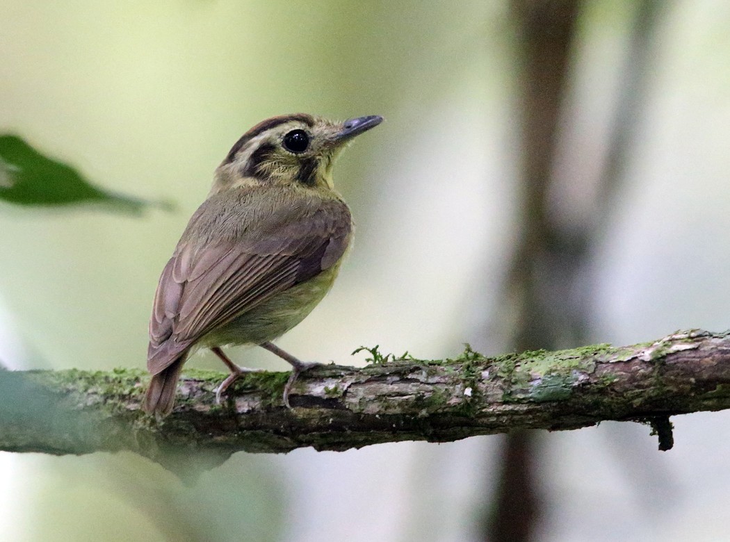 Golden-crowned Spadebill - ML21892841