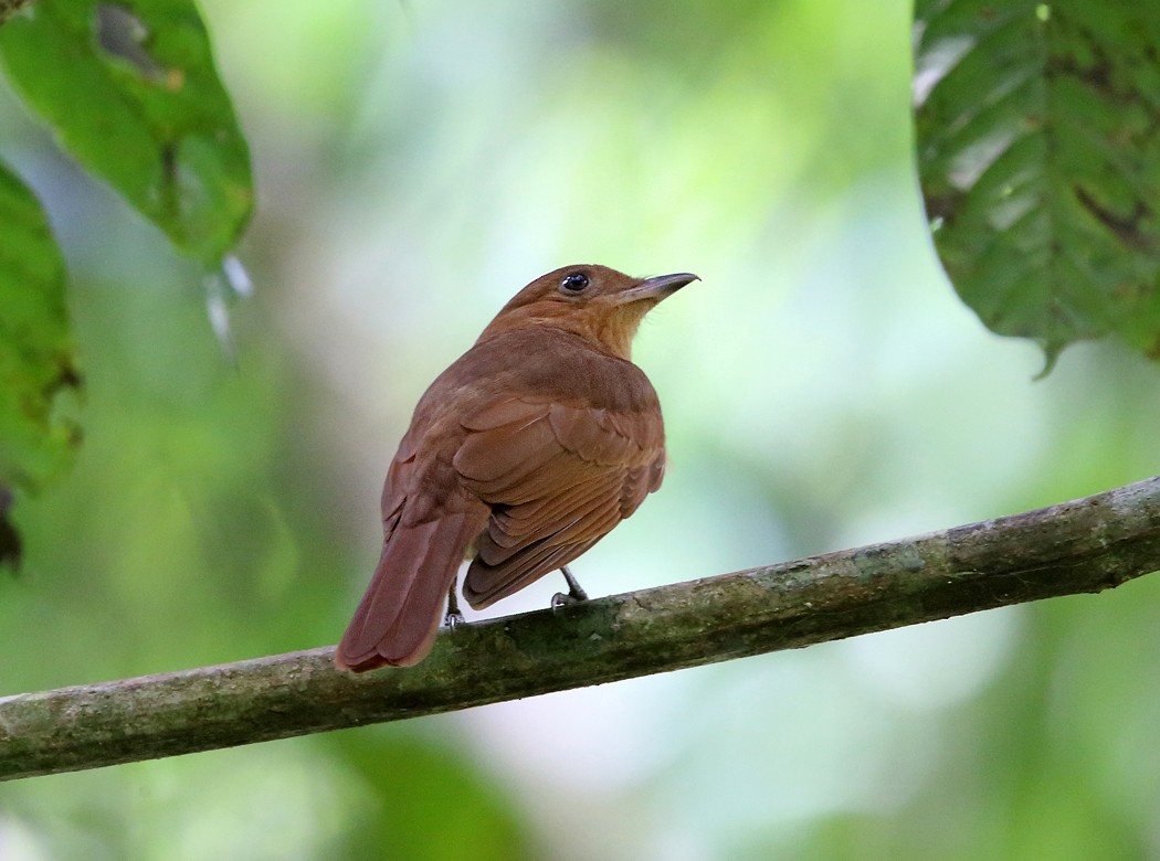 Rufous Piha - Tom Murray