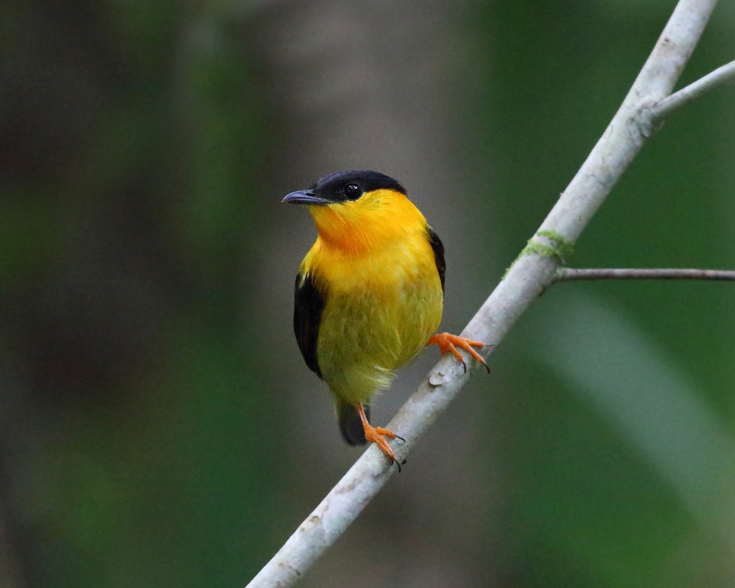 Orange-collared Manakin - Tom Murray