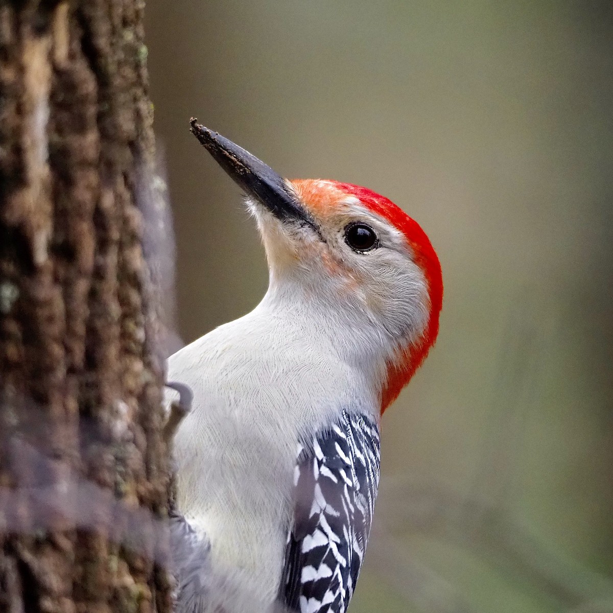 Red-bellied Woodpecker - Jason Carlson