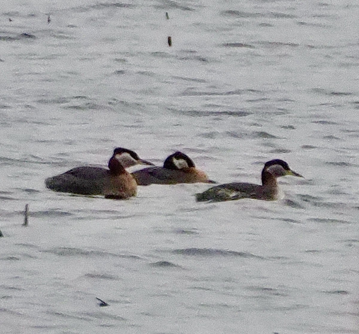 Red-necked Grebe - ML218930221