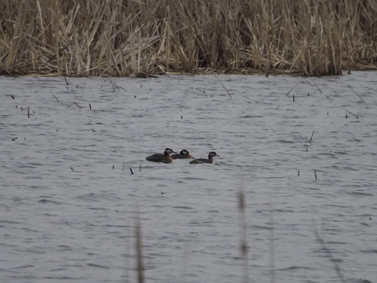 Red-necked Grebe - ML218930241