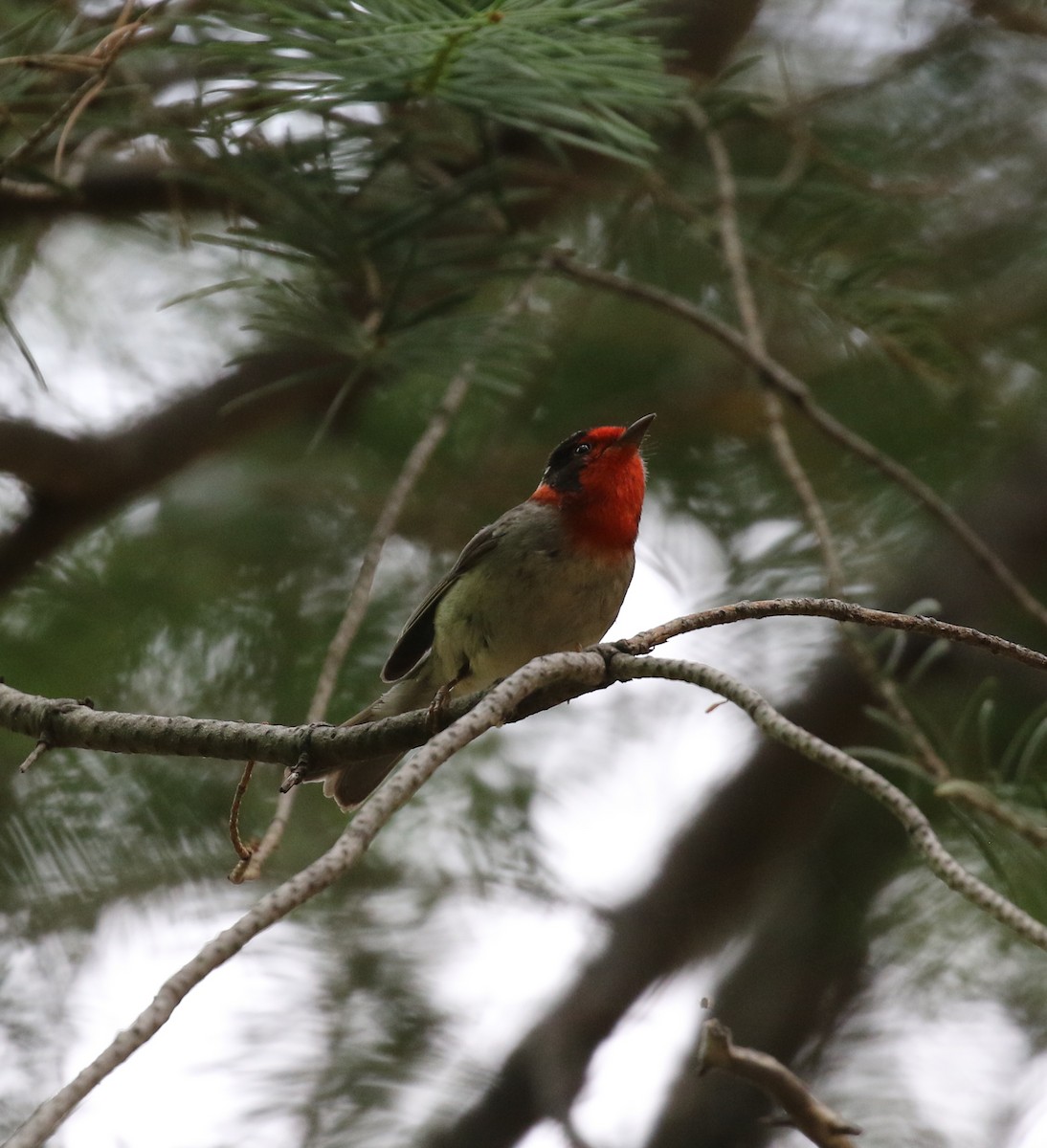 Red-faced Warbler - ML218932081