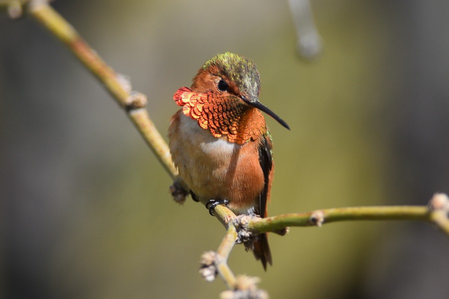 Colibrí de Allen - ML218934361