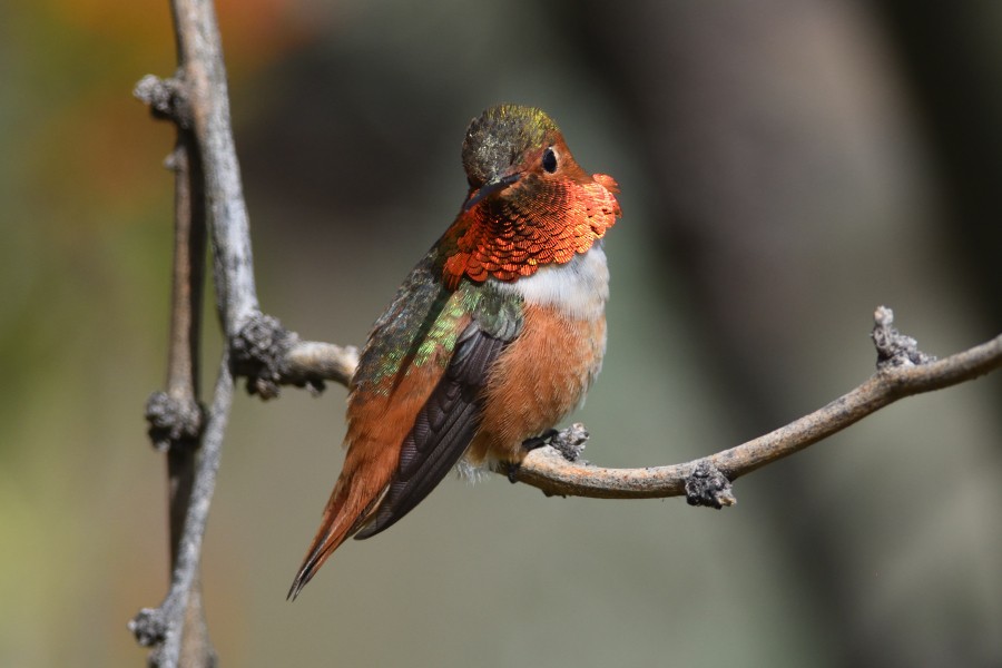 Allen's Hummingbird - ML218934481