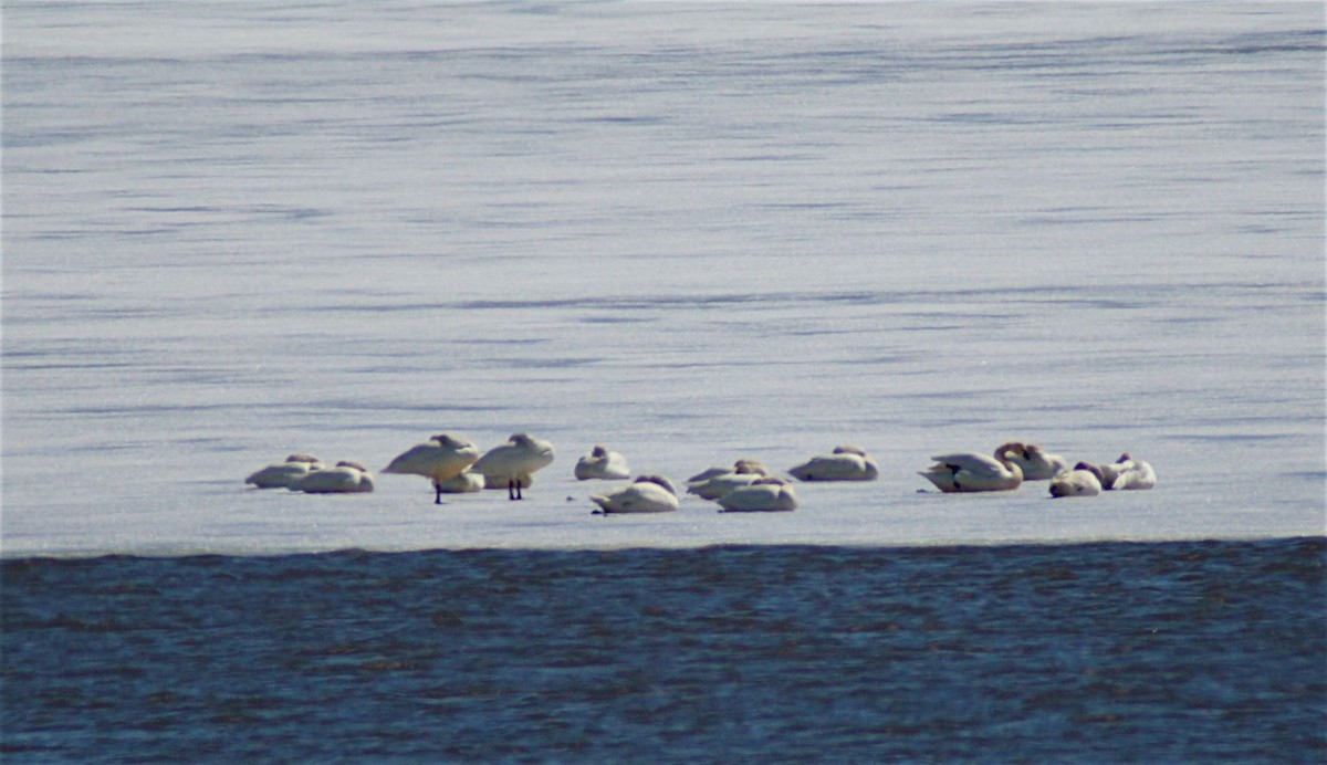 Tundra Swan - Nancy Moore