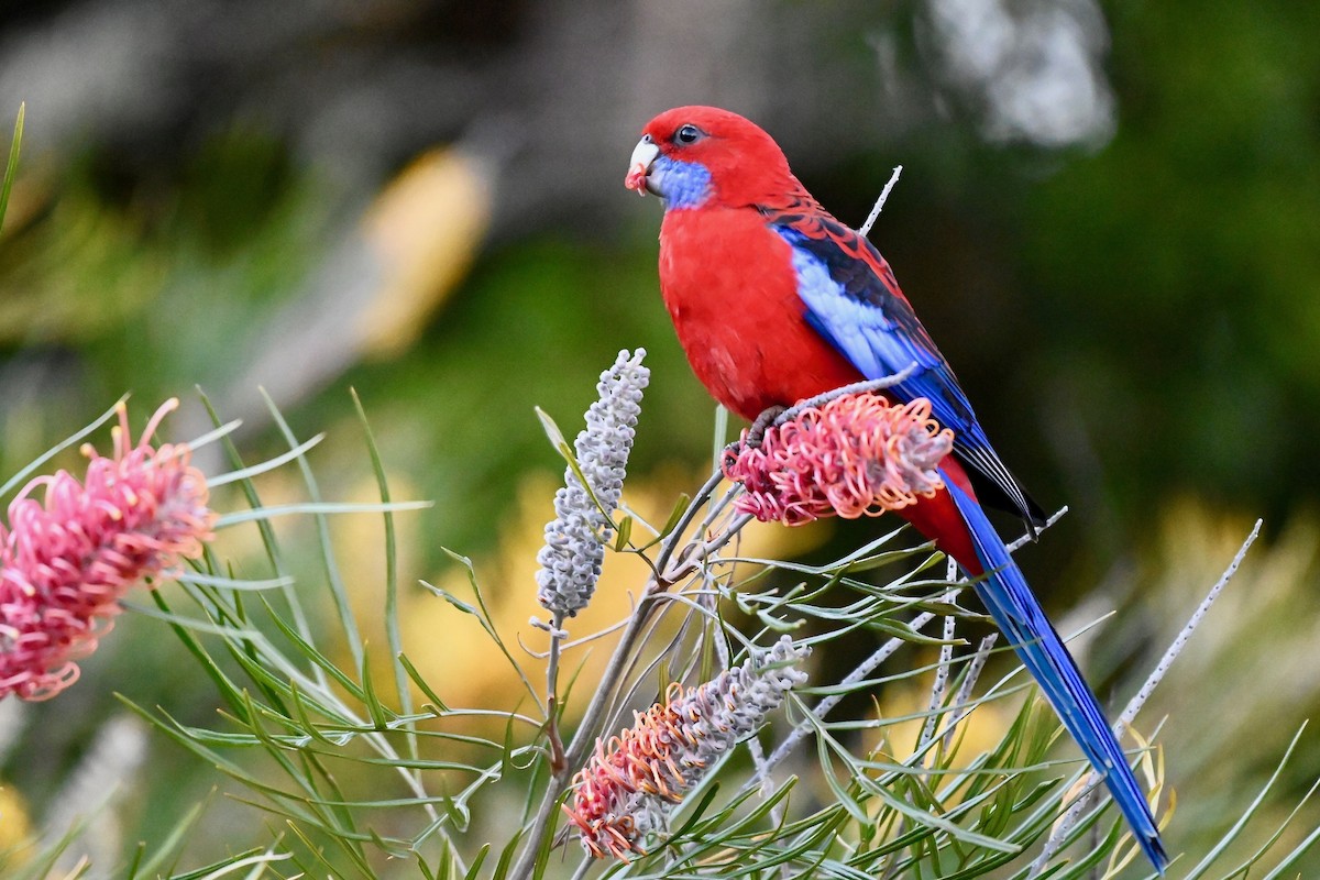 Crimson Rosella - ML218937581