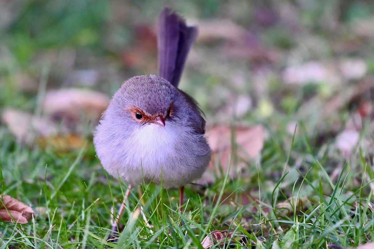 Superb Fairywren - ML218937681
