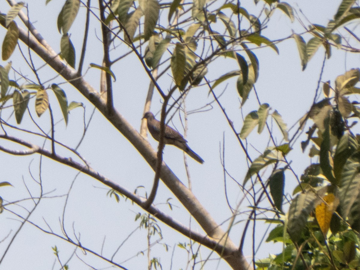 Spotted Dove - ML218938271