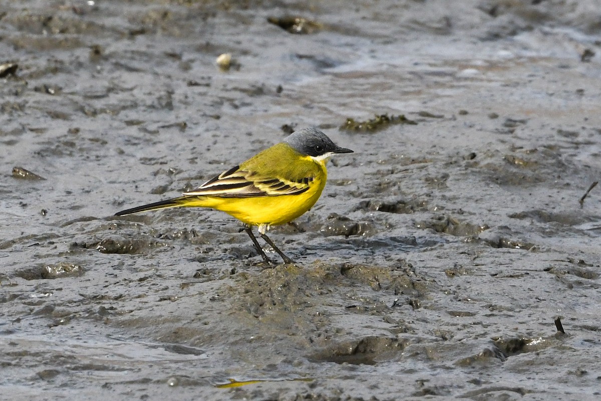 Western Yellow Wagtail (iberiae/cinereocapilla/pygmaea) - Maryse Neukomm
