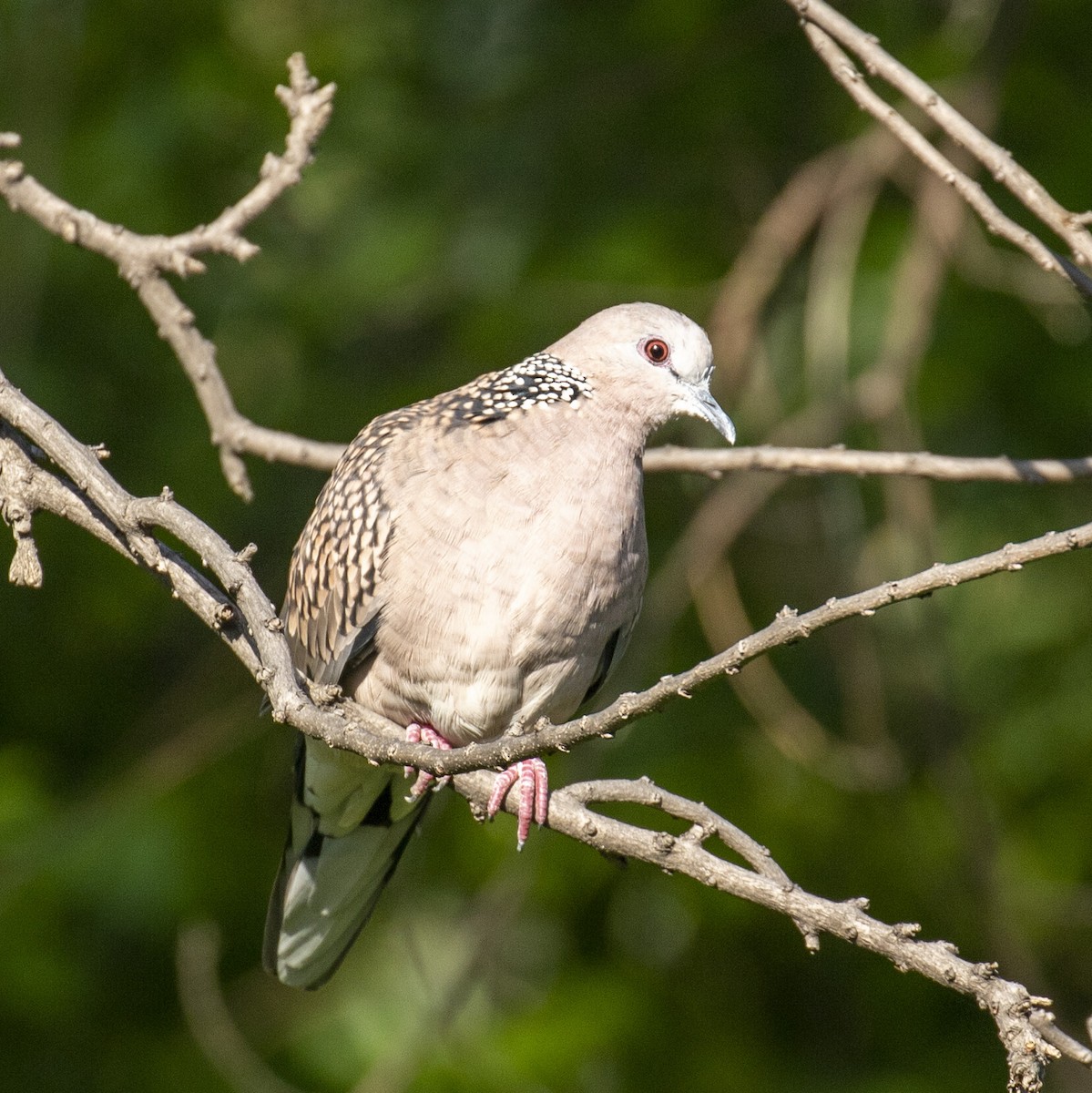 珠頸斑鳩 - ML218939201