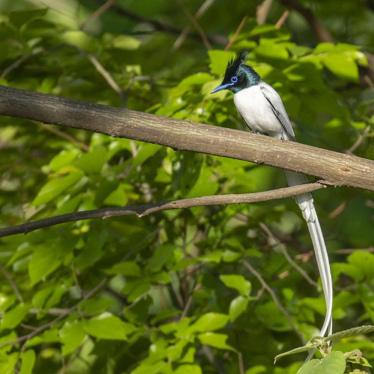 Indian Paradise-Flycatcher - ML218939401