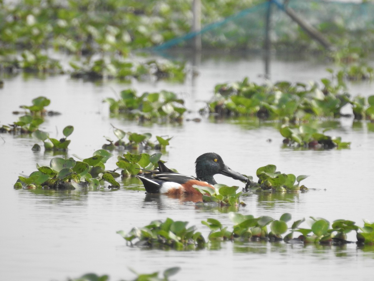 Northern Shoveler - Dipankar Roy