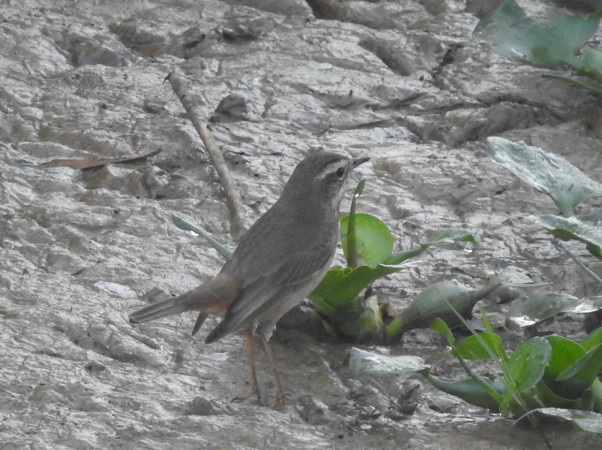 Bluethroat - ML218939811