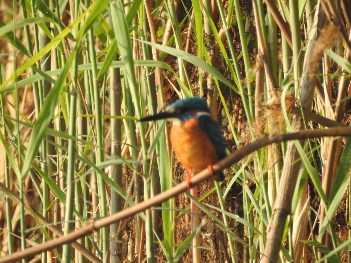 Common Kingfisher - Dipankar Roy