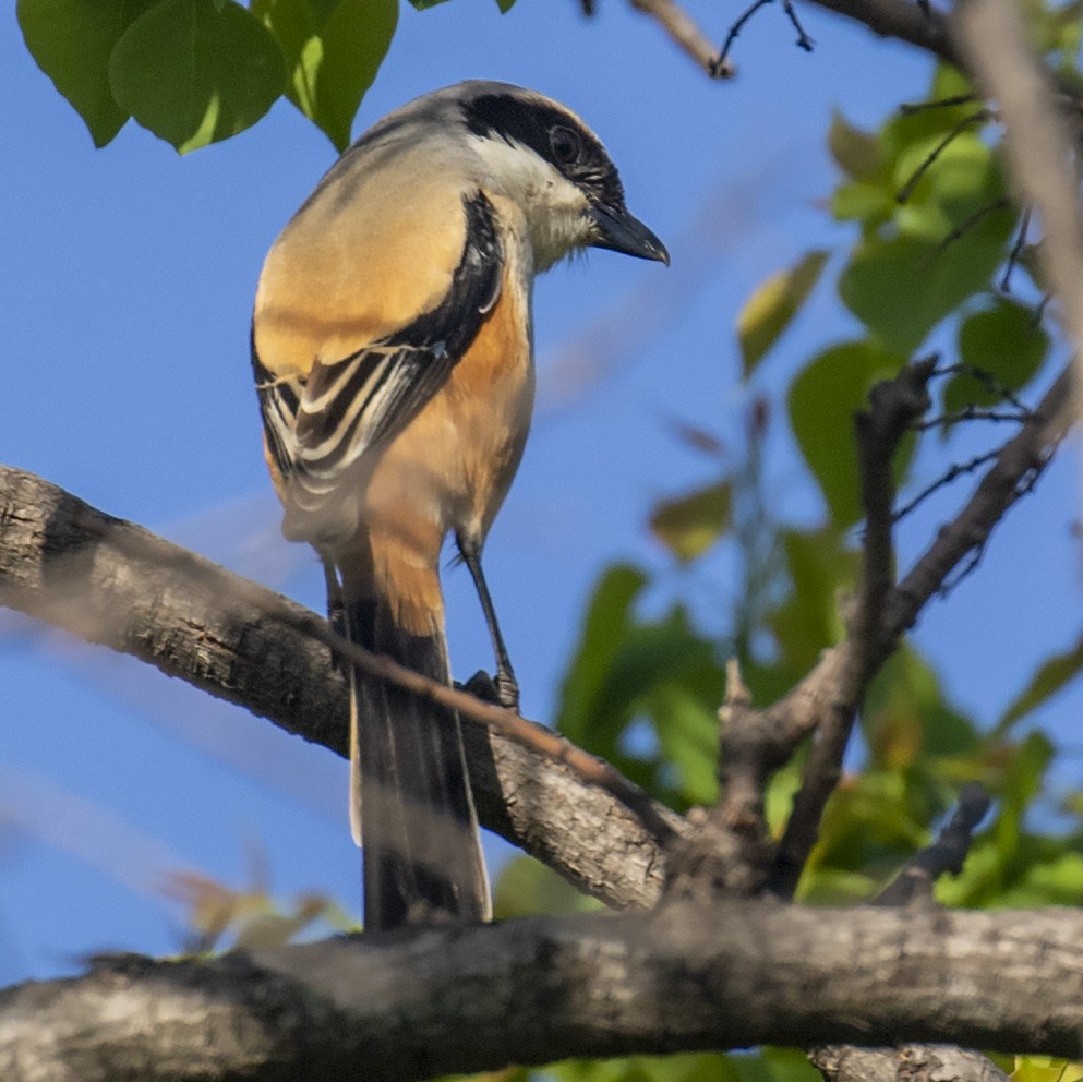 Long-tailed Shrike - ML218939871