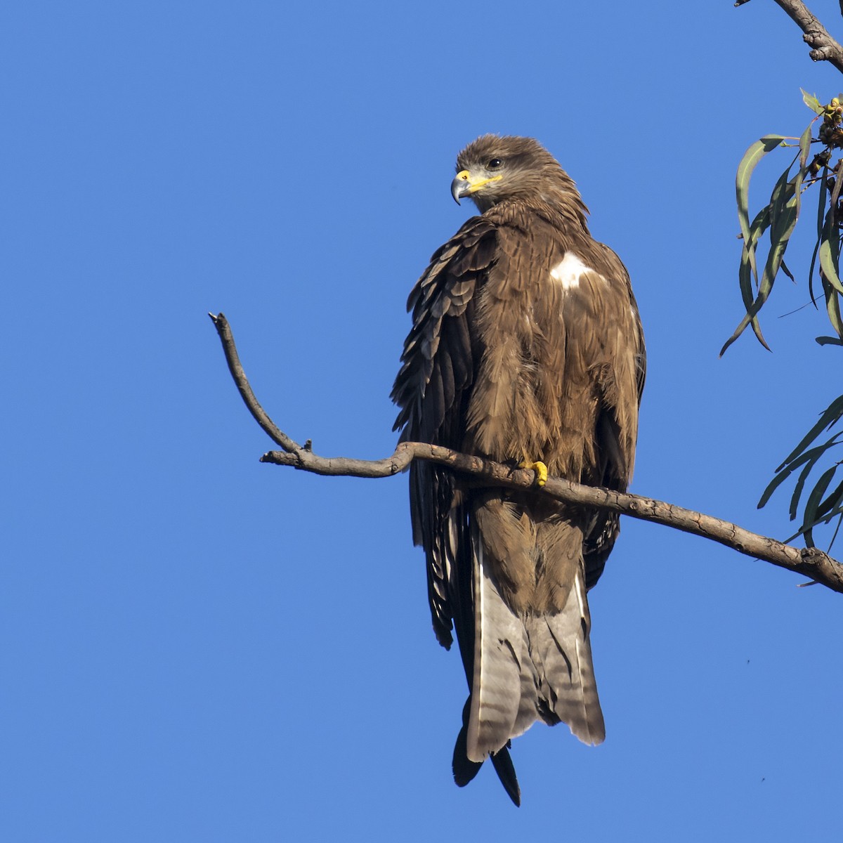 Black Kite - ML218940171