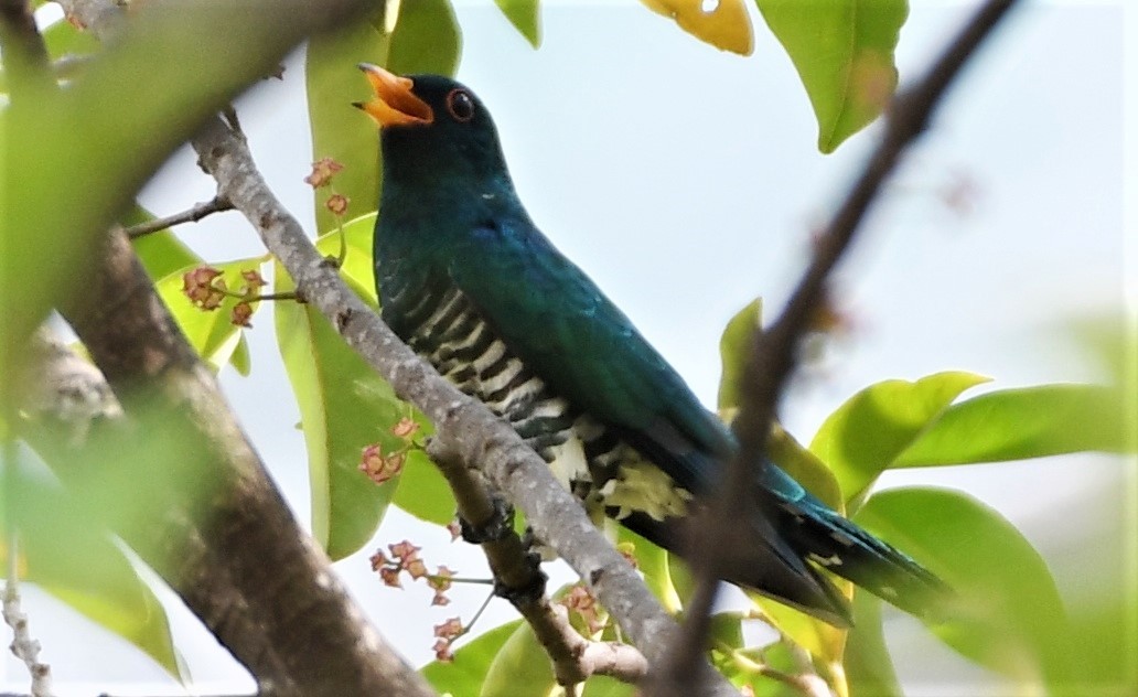 Asian Emerald Cuckoo - norman wu
