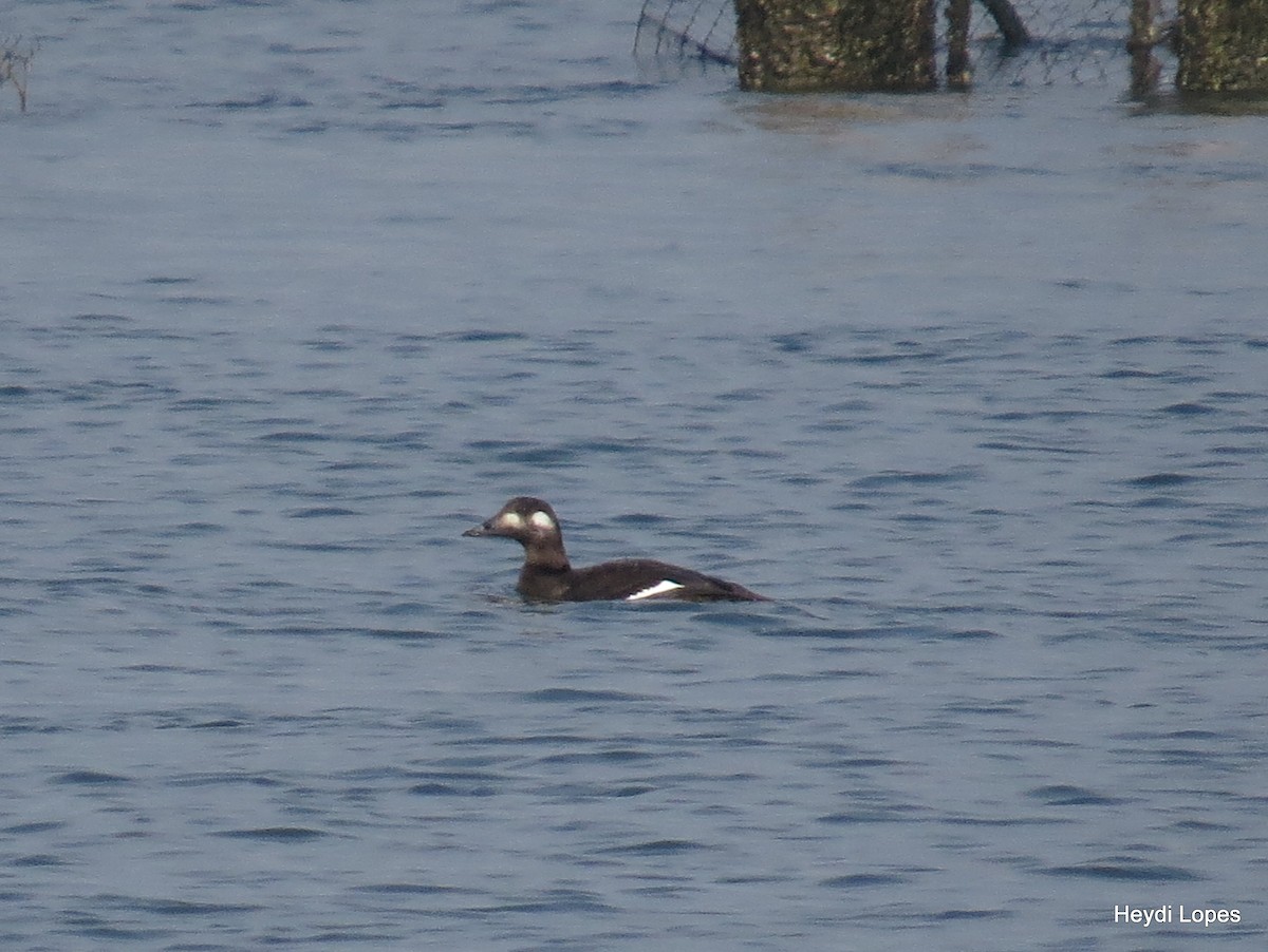 White-winged Scoter - Heydi Lopes