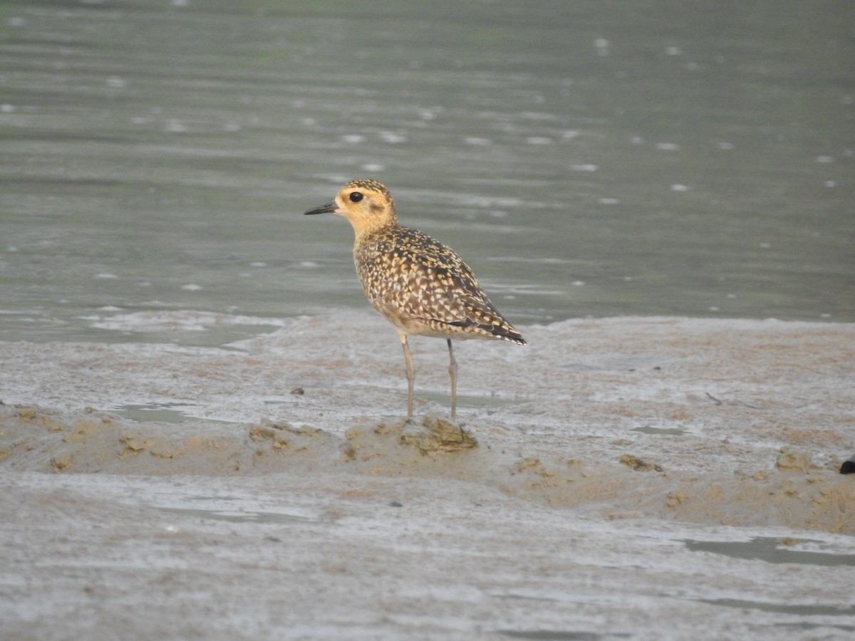 Pacific Golden-Plover - ML218941051