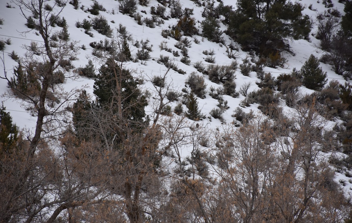 Northern Pygmy-Owl - ML218942081