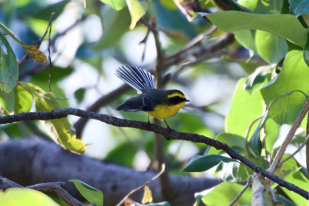 Yellow-bellied Fairy-Fantail - ML218943681