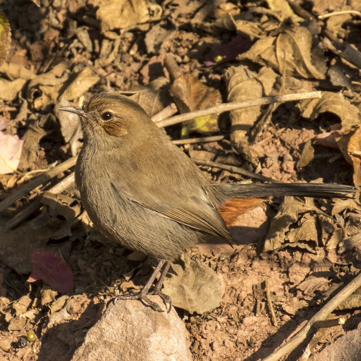 Indian Robin - ML218943861