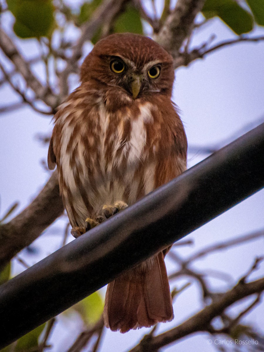 Ferruginous Pygmy-Owl - Carlos Rossello