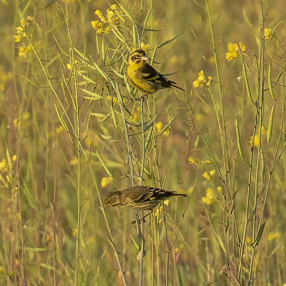 Yellow-breasted Greenfinch - ML218944961