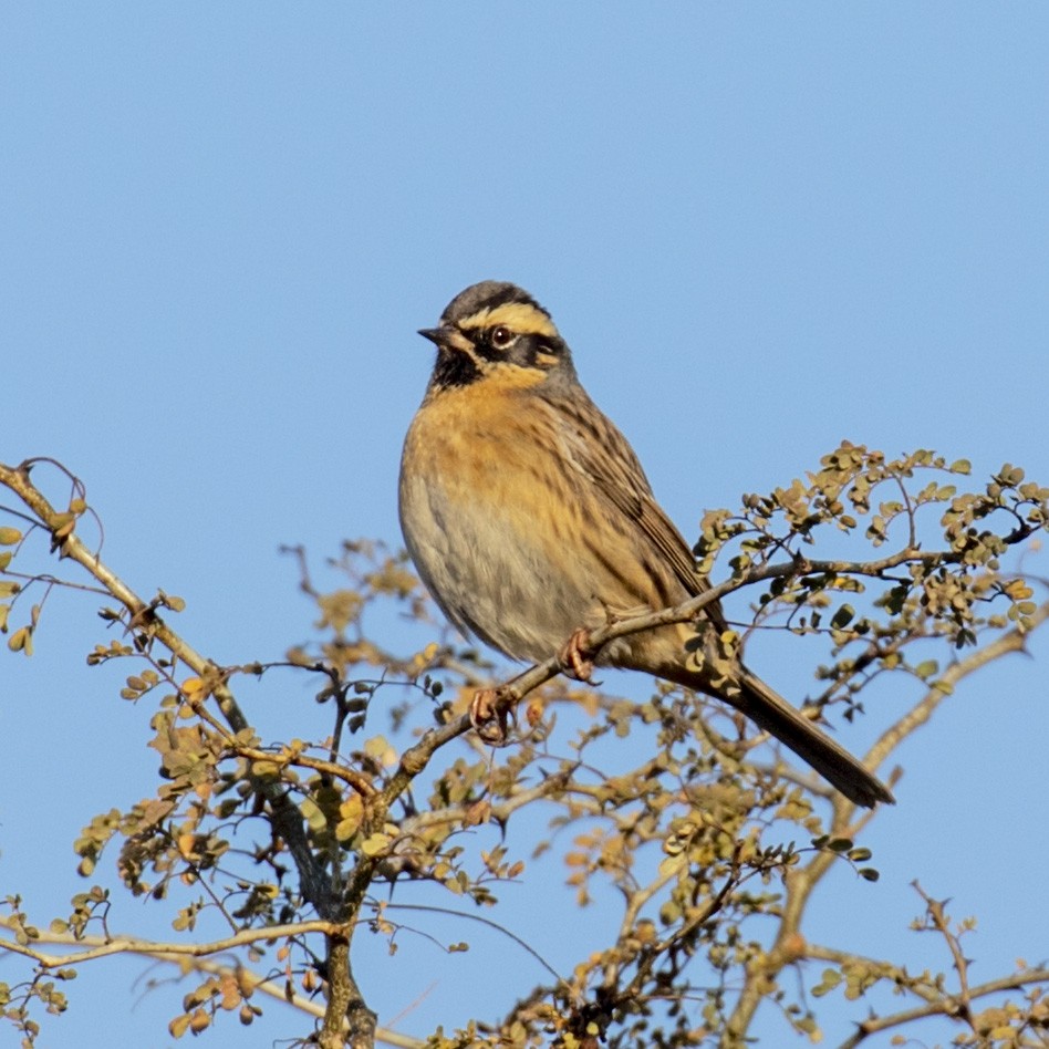 Black-throated Accentor - ML218945901