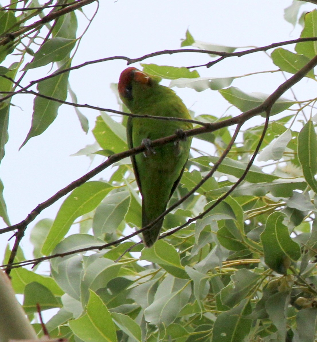 Iris Lorikeet - Colin Trainor