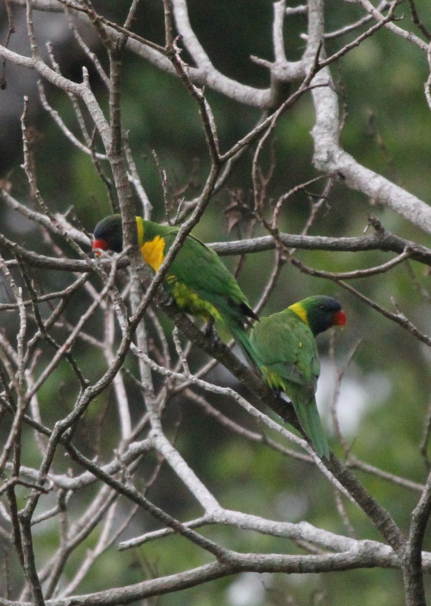 Marigold Lorikeet - Colin Trainor