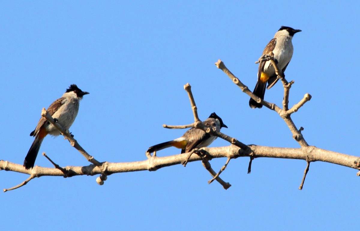 Sooty-headed Bulbul - Colin Trainor