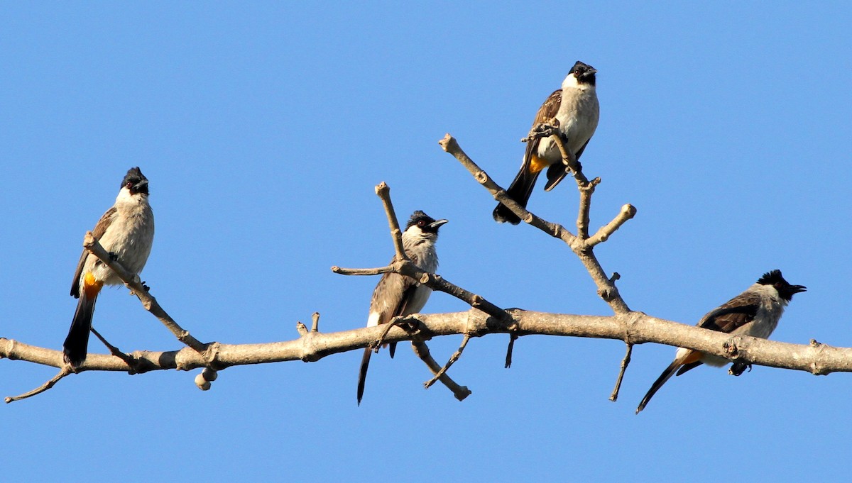 Sooty-headed Bulbul - Colin Trainor